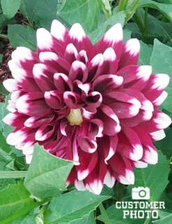 Menu Mystery Day Decorative Dahlia 8 Menu Mystery Day Decorative Dahlia -Gardening Series Store 74160 mystery day decorative dahlia 2018 08 17 russell hutchison 1