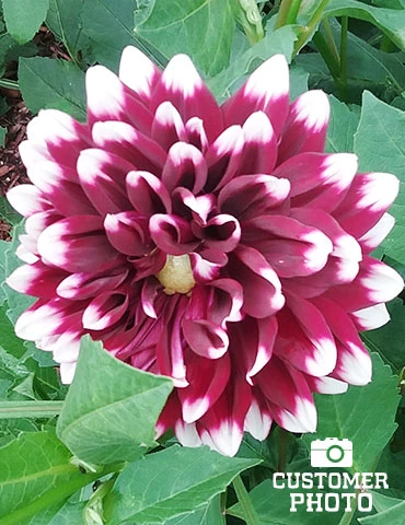 Menu Mystery Day Decorative Dahlia 4 Menu Mystery Day Decorative Dahlia - Image 2