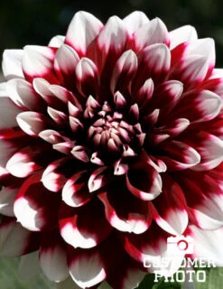 Menu Peppermint Dream Dahlia Collection -Gardening Series Store 74160 mystery day decorative dahlia 4