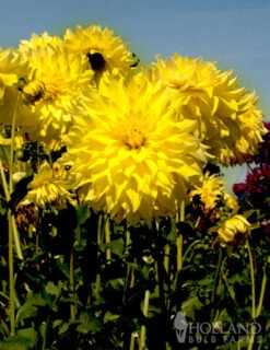 Menu Kelvin Floodlight Dahlia Jumbo Pack 6 Menu Kelvin Floodlight Dahlia Jumbo Pack -Gardening Series Store 74161 kelvin floodlight dahlia jumbo pack 2