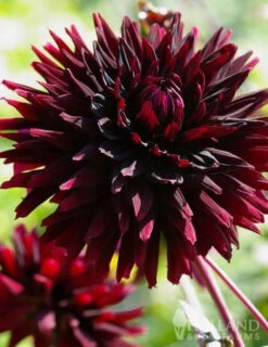 Menu Black Jack Dahlia Jumbo Pack -Gardening Series Store 74162 black jack dahlia jumbo pack 2 1