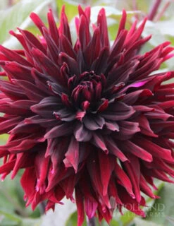 Menu Peppermint Dream Dahlia Collection -Gardening Series Store 74162 black jack dahlia jumbo pack