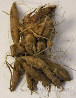 Menu Black Jack Dahlia Jumbo Pack -Gardening Series Store 74162 black jack dahlia jumbo pack 3 1