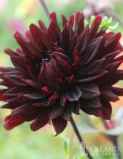 Menu Black Jack Dahlia Jumbo Pack -Gardening Series Store 74162 black jack dahlia jumbo pack 4 1