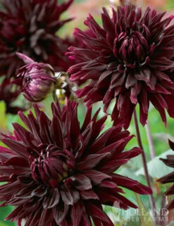 Menu Black Jack Dahlia Jumbo Pack -Gardening Series Store 74162 black jack dahlia jumbo pack 5 1