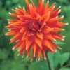 Menu Color Spectacle Dahlia Jumbo Pack -Gardening Series Store 74169 color spectacle dahlia 2