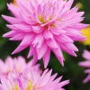 Menu Pink Corona Dahlia Jumbo Pack -Gardening Series Store 74170 pink corona dahlia