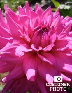 Menu Pink Corona Dahlia Jumbo Pack 5 Menu Pink Corona Dahlia Jumbo Pack -Gardening Series Store 74170 pink corona dahlia jumbo pack