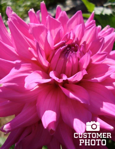 Menu Pink Corona Dahlia Jumbo Pack 4 Menu Pink Corona Dahlia Jumbo Pack - Image 2