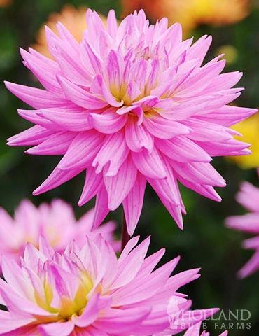 Menu Pink Corona Dahlia Jumbo Pack 3 Menu Pink Corona Dahlia Jumbo Pack