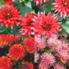 Menu Border Dahlia Collection -Gardening Series Store 74179 border dahlia collection