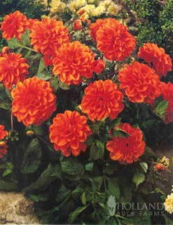 Menu Border Dahlia Collection -Gardening Series Store 74179 border dahlia collection 2