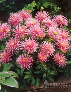 Menu Border Dahlia Collection -Gardening Series Store 74179 border dahlia collection 3