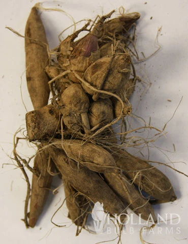 Menu Edinburgh Decorative Dahlia 4 Menu Edinburgh Decorative Dahlia - Image 2