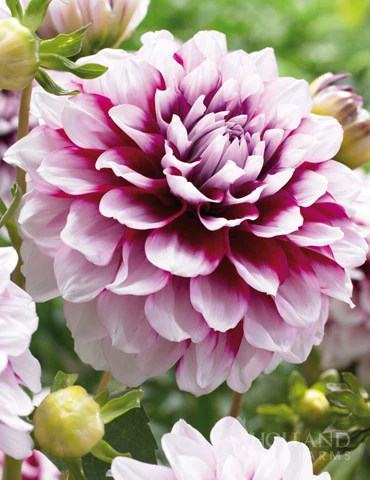 Menu Edinburgh Decorative Dahlia 3 Menu Edinburgh Decorative Dahlia