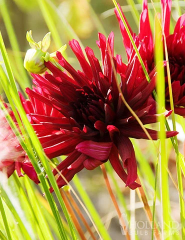 Menu Nuit D'Ete Cactus Dahlia 4 Menu Nuit D'Ete Cactus Dahlia - Image 2