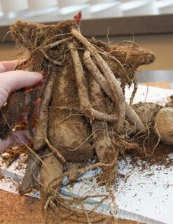 Menu Bold Dinnerplate Dahlia Collection -Gardening Series Store 74196 mrs eileen dinnerplate dahlia 2 1