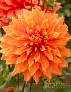 Menu Shimmering Sunset Dahlia Collection -Gardening Series Store 74196 mrs eileen dinnerplate dahlia 4