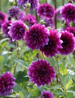 Menu Midnight Glo Dahlia Collection -Gardening Series Store 74197