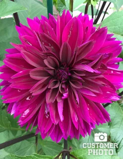 Menu Thomas Edison Dinnerplate Dahlia 10 Menu Thomas Edison Dinnerplate Dahlia -Gardening Series Store 74197 thomas edison dahlia 3