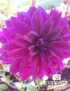 Menu Bold Dinnerplate Dahlia Collection -Gardening Series Store 74197 thomas edison dinnerplate dahlia 4 2