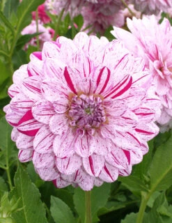 Menu Peppermint Dream Dahlia Collection -Gardening Series Store 74198