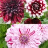 Menu Peppermint Dream Dahlia Collection -Gardening Series Store 74206 peppermint dream dahlia collection