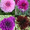 Menu Midnight Glo Dahlia Collection -Gardening Series Store 74208
