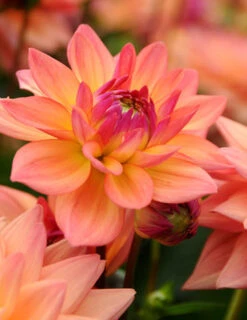 Menu Extase Decorative Dahlia -Gardening Series Store 74209 2 1