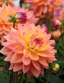 Menu Shimmering Sunset Dahlia Collection -Gardening Series Store 74209