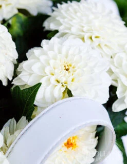 Menu Wittem Decorative Dahlia -Gardening Series Store 74211 wittem decorative dahlia 2