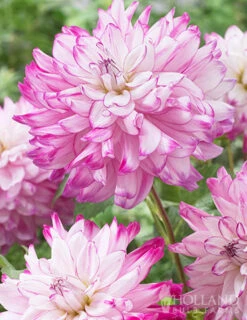 Menu Radiant Orchid Collection W/ Garden Plan -Gardening Series Store 74212 who dun it decorative dahlia 2 1