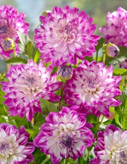 Menu Radiant Orchid Collection W/ Garden Plan -Gardening Series Store 74212 who dun it decorative dahlia 3 1