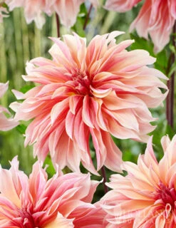 Menu Shimmering Sunset Dahlia Collection -Gardening Series Store 74213 labyrinth decorative dahlia 2