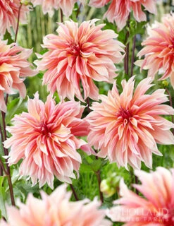 Menu Shimmering Sunset Dahlia Collection -Gardening Series Store 74213 labyrinth decorative dahlia 3