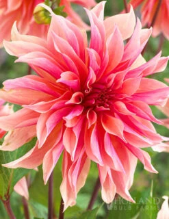 Menu Shimmering Sunset Dahlia Collection -Gardening Series Store 74213 labyrinth decorative dahlia 4