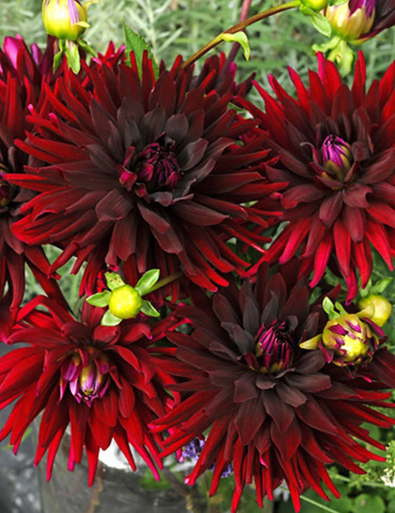 Menu Brigitta Alida Dinnerplate Dahlia 4 Menu Brigitta Alida Dinnerplate Dahlia - Image 2