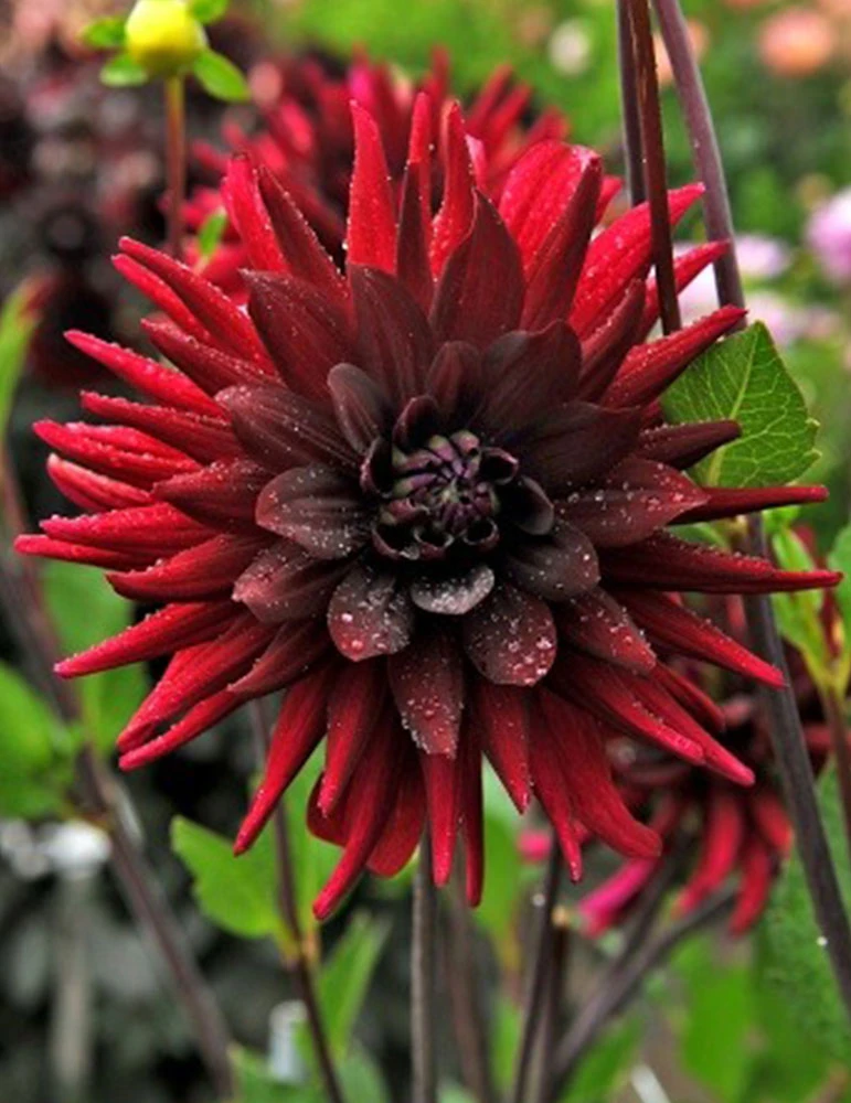 Menu Brigitta Alida Dinnerplate Dahlia 5 Menu Brigitta Alida Dinnerplate Dahlia - Image 3