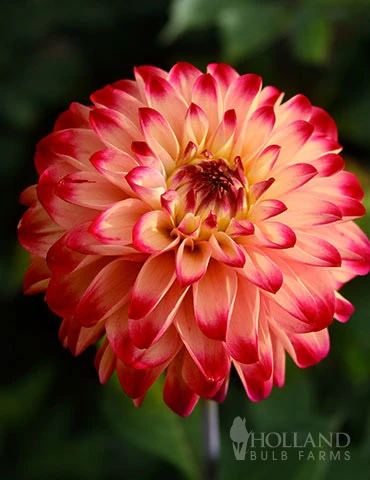 Menu Lady Darlene Dinnerplate Dahlia 3 Menu Lady Darlene Dinnerplate Dahlia