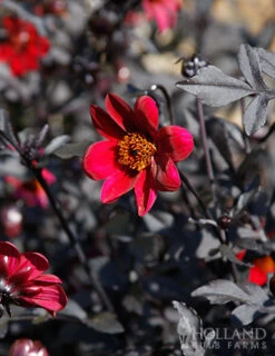 Menu Pulp Fiction Dahlia -Gardening Series Store 74220 pulp fiction dahlia 2