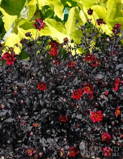 Menu Pulp Fiction Dahlia -Gardening Series Store 74220 pulp fiction dahlia 3