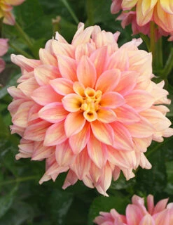 Menu Shimmering Sunset Dahlia Collection -Gardening Series Store 74221