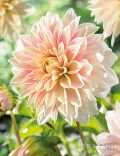 Menu Shimmering Sunset Dahlia Collection -Gardening Series Store 74221 ice cube dahlia 2