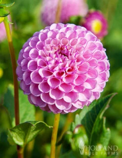 Menu Zippity Do Da Dahlia -Gardening Series Store 74225 zippity do da dahlia 2