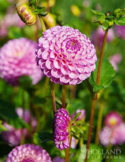 Menu Zippity Do Da Dahlia -Gardening Series Store 74225 zippity do da dahlia