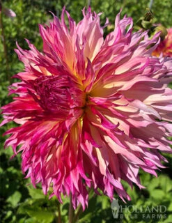 Menu Myrtle's Folly Dahlia -Gardening Series Store 74228 myrtles folly