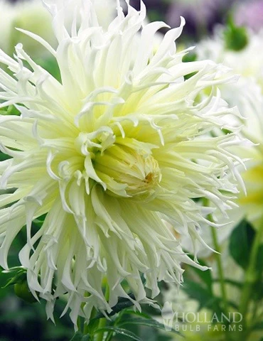 Menu Tsuki-Yori-No-Shisha Dahlia 3 Menu Tsuki-Yori-No-Shisha Dahlia