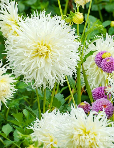 Menu Tsuki-Yori-No-Shisha Dahlia 4 Menu Tsuki-Yori-No-Shisha Dahlia - Image 2