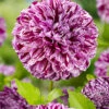 Menu Marble Ball Dahlia -Gardening Series Store 74230 marble ball dahlia