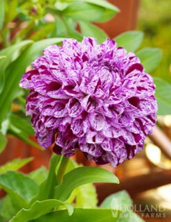 Menu Marble Ball Dahlia -Gardening Series Store 74230 marble ball dahlia 2